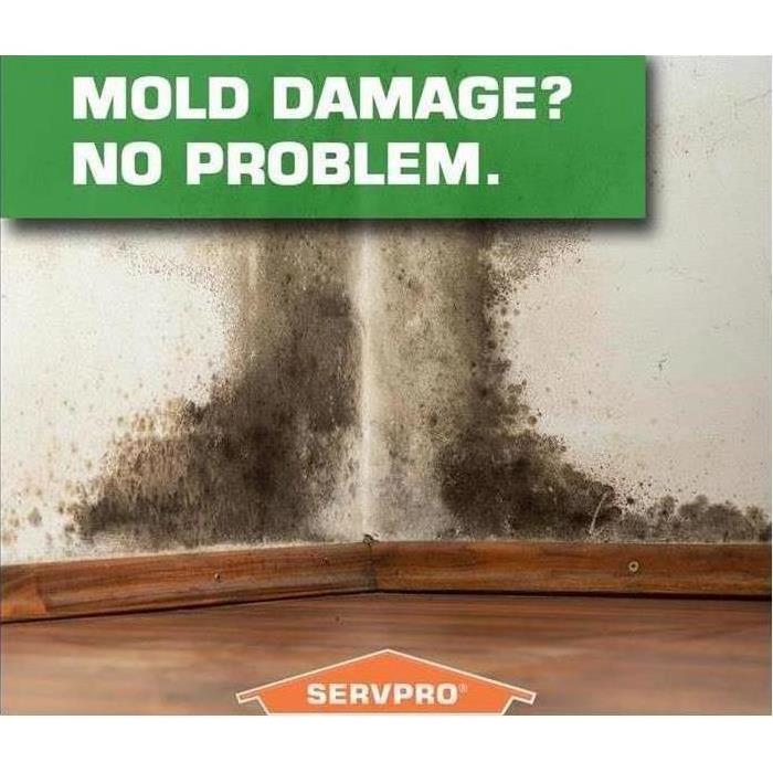 Mould Damage and Remediation