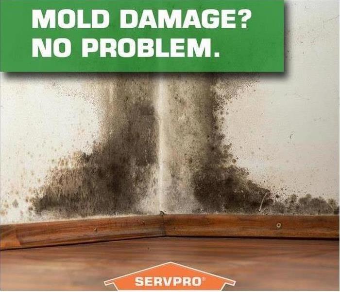 TIP: to help prevent mold growth indoors, keep your humidity below 45 percent!